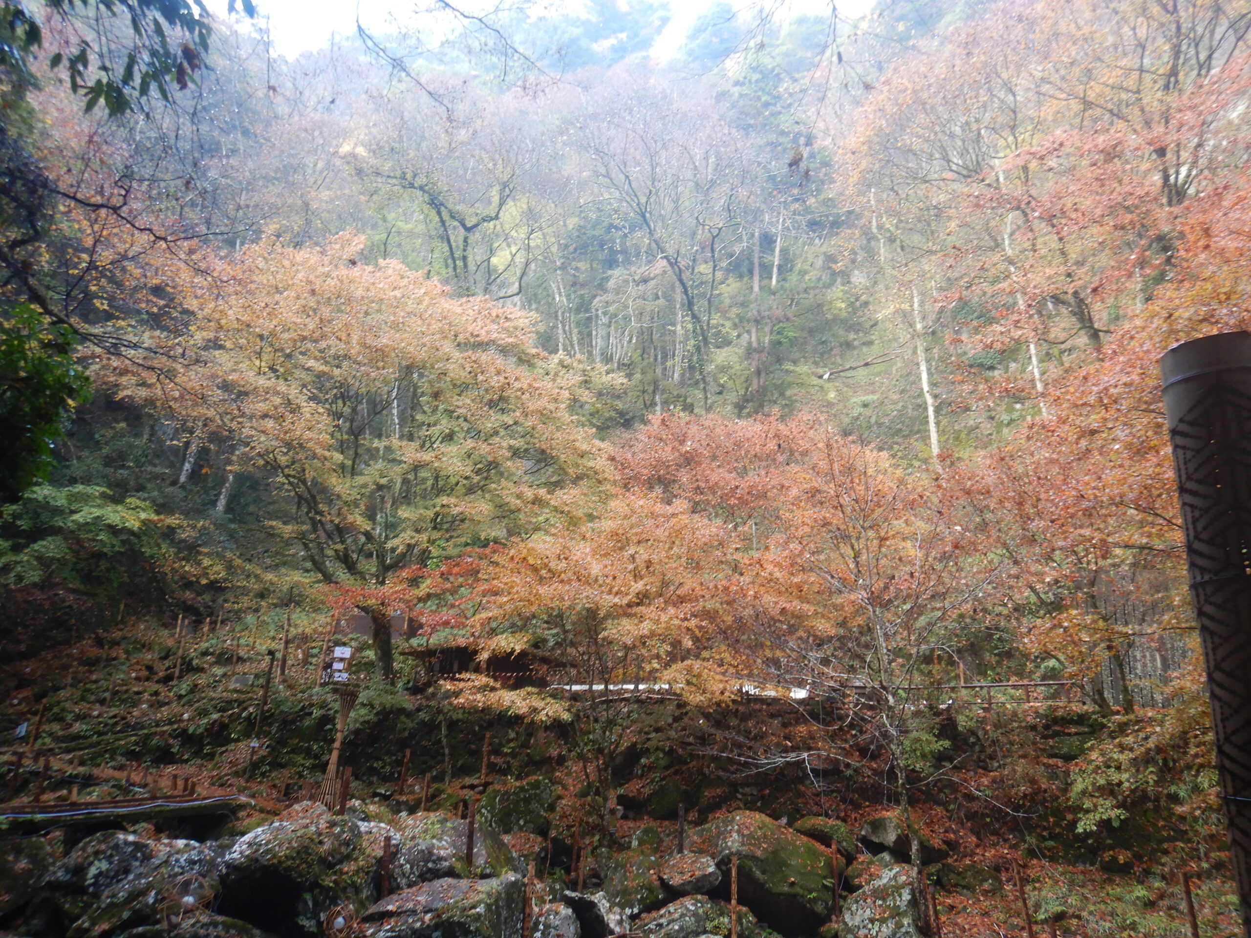 2025年 紅葉情報 | 忍者修行の里 赤目四十八滝